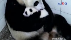 چین میں پانڈا کے لئے نئی غذا، ماں کے دودھ کا نعم البدل