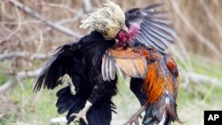 រូបឯកសារ៖ មាន់ជល់នៅក្នុងភូមិទួលព្រឹកក្នុងខេត្តកំពង់ស្ពឺនៃប្រទេសកម្ពុជា នៅថ្ងៃទី ៣១ ខែមីនា ឆ្នាំ២០០៦។ (AP photo/Heng Sinith)