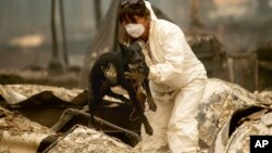 Spasioci sa psima tragaju za žrtvama požara ( Foto: AP/Noah Berger)