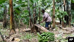 A farmer cuts down a banana plant, at her farm, in Kiwenda village, Busukuma, Wakiso District, Uganda, Wednesday, Sept. 20, 2023. (AP Photo/Hajarah Nalwadda)