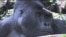 Gorillas on the Brink