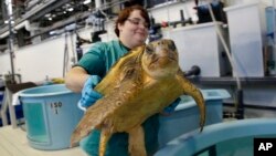 In this Thursday, Dec. 6, 2012 photo, volunteer Deirdre Witkowski lifts a 40-pound loggerhead turtle back into its pool at the New England Aquarium's Animal Care Center in Quincy, Mass. Sea turtle strandings in Cape Cod Bay are so common that the phenomen