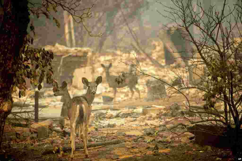 A deer walks past a destroyed home on Orrin Lane after the wildfire burned through Paradise, Calif., Nov. 10, 2018.