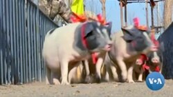 Possible Trump-Xi Meeting to Settle Trade War