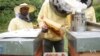 African Migrants Find Work as Beekeepers in Italy