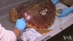 带海龟北漂受困