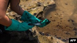 A volunteer removes crude oil spilled at the Pocas beach, municipality of Conde, Bahia state, Brazil, Oct. 27, 2019.