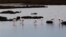 FILE - Flamingos gather in the wetlands, in the delta of the Axios, 20 miles west of the Greek city of Thessaloniki, Feb. 2, 2014. 