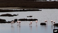 សត្វ​កុក​ផ្តុំ​គ្នា​នៅ​តំបន់​ដី​សើម Axios, ចម្ងាយ​ ២០​ ម៉ាល​ ខាង​លិច​ទីក្រុង Thessaloniki កាល​ពី​ថ្ងៃ​ទី​២ ខែ​កុម្ភៈ ឆ្នាំ​២០១៤។​ (AP/Photo Nikolas Giakoumidis)