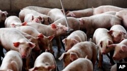 FILE- In this July 21, 2017, photo, young hogs owned by Smithfield Foods gather around a water source at a farm in Farmville, N.C. 