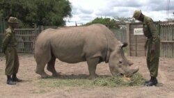 Elephant Anti-Poaching Summit Convenes