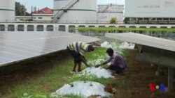 Hindiston aeroportida sabzavotlar yetishtirilmoqda
