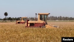 지난해 캘리포니아 데비스의 센트럴 밸리에서 농부가 밀을 수확하고 있다. 