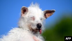 'เดซีย์ เเม' ผู้เข้าประกวด World's Ugliest Dog อีกตัวหนึ่ง