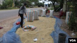 កសិករ​ក្នុង​ស្រុក​បាណន់ ខេត្តបាត់ដំបង ច្រក​ស្រូវ​ក្នុង​ការុង​ដែល​ឆ្នាំនេះ ការុង​ច្រកស្រូវ​ក៏ឡើង​ថ្លៃ​ផងដែរ។ (ស៊ុន ណារិន/វីអូអេ)