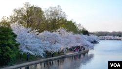 Bunga-bunga sakura bermekaran di sekeliling Tidal Basin di Washington, DC.