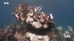 VOA Connect - ماهی و مرجان