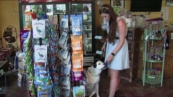 Meningkatnya Penjualan Makanan Organik untuk Hewan Peliharaan