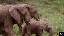 Des éléphants dans la réserve de chasse de Hluhluwe à la périphérie de Hluhluwe, Afrique du Sud, le 20 décembre 2015. Le parc de Hluhluw abrite ce que l'on appelle les cinq gros gibiers africains - rhinocéros, lions, buffles, éléphants et léopards. (AP Photo/Schalk van Zuydam)