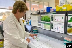 Christine Voisey, a senior scientist at AgResearch, inspects leaf samples in a laboratory in Palmerston North, New Zealand, on Nov. 3, 2022. New Zealand scientists are coming up with some surprising solutions for how to reduce methane emissions from farm animals. (AP Photo/Nick Perry)