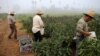 California First US State to Promise Overtime to Farmworkers