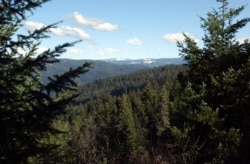 FILE - Part of the Tahoe National Forest is seen near Nevada City, Calif., Feb. 24, 2005.