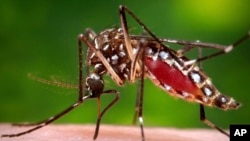 ARSIP – Nyamuk betina Aedes aegypti yang merupakan nyamuk yang membawa virus Zika (James Gathany/ Centers for Disease Control and Prevention via AP, Arsip)