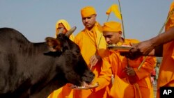Des hindus donne à manger à un boeuf, un animal sacré dans ce pays, à Allahabad, Indie, le 9 octobre 2015.