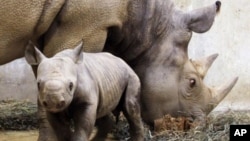 Empat badak bercula ditembak dan diambil culanya di Taman Nasional Kaziranga, Assam, India. (Foto: Dok)