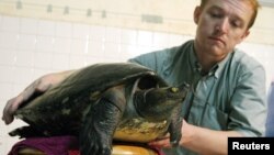FILE - Wildlife Conservation Society Field Veterinarian Martin Gilbert from Britain holds an extremely rare Cambodian 'royal' turtle at his house in Phnom Penh on July 21, 2005.