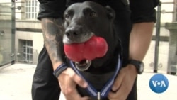 มอบเหรียญเกียรติคุณให้ “สุนัของครักษ์” พิทักษ์อดีตปธน.โอบามา