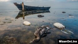 مرگ پرندگان در تالاب میانکاله