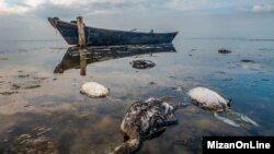 مرگ پرندگان در تالاب میانکاله