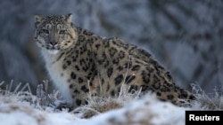 Macan tutul salju yang dikenal sebagai "hantu gunung" di Mongolia (foto: ilustrasi).