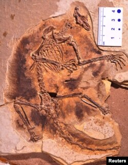 A fossil of a gliding mammaliaform Maiopatagium furculiferum is shown in this undated handout photo from the Beijing Museum of Natural History.