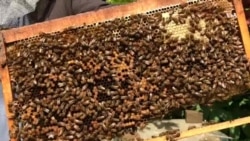 پرورش زنبور عسل