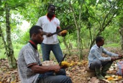 Cocoa farmers in Ghana split open the pods to extract the beans, which will later be dried and sold.