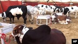 قربانی کے جانوروں کی قیمتوں میں بیس فیصد تک کمی