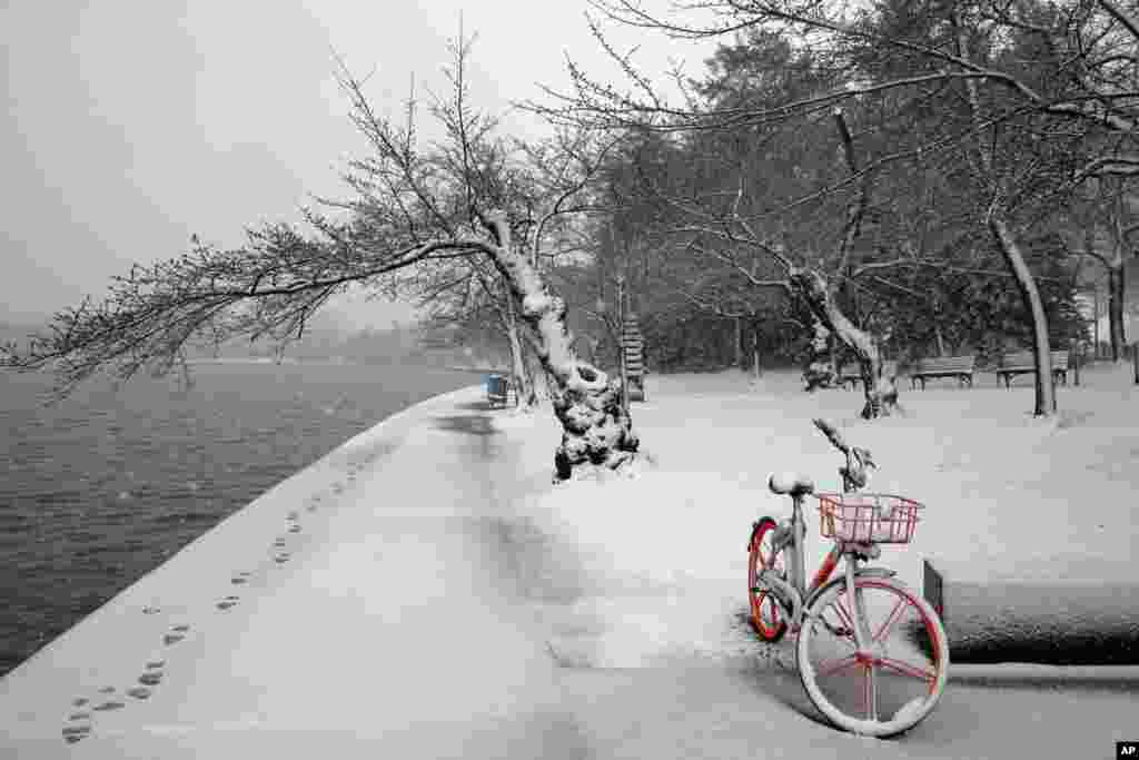2018年3月21日，在春季第二天，三月飞雪，白雪落在华盛顿潮汐湖畔的樱花树上。春寒和降雪推迟了樱花季节的到来。