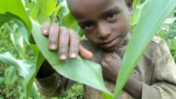 በኢትዮጵያ የአስችኳይ ረድኤት ፈላጊዎች ቁጥር 8.2 ሚልዮን ደረሰ /ርዝመት - 3ደ54ሰ/