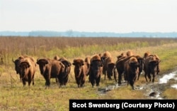 In October, The Nature Conservancy introduced a herd of 23 bison to its Kankakee Sands prairie restoration project in Indiana.