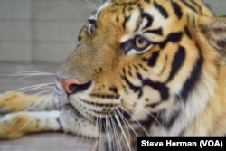 FILE - A tiger in captivity at a tourist attraction near Chiang Mai, Thailand.