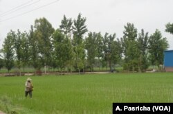 Bumper harvests after good rains did not bring good news for farmers as the crop glut led to a price crash.