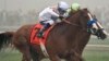 Justify Wins Foggy Preakness, Keeps Triple Crown Bid Alive