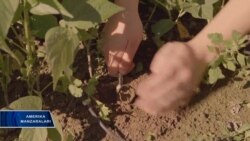 Dehqon va texnologiya