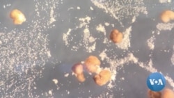 Xenobots – US Scientists Create Tiny Living Robots That Can Reproduce