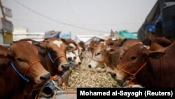 Sapi jantan di sebuah pasar ternak. Penyakit mulut dan kuku (PMK) pada ternak kini menyerang sejumlah besar hewan di Indonesia. (Foto: REUTERS)