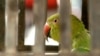 FILE - A pet parrot looks out from its cage at a temple in northern India, June 10, 2006. A new study shows parrots and crows have cognitive abilities similar to those of primates.