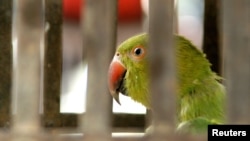 FILE - A pet parrot looks out from its cage at a temple in northern India, June 10, 2006. A new study shows parrots and crows have cognitive abilities similar to those of primates.