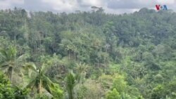 په اندونیزیا کې د نړۍ د یوې مشهورې قهوې تولید
